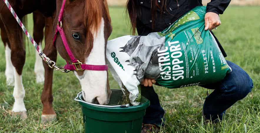 Horse being fed Standlee Forage Plus&trade; Gastric Support Pellets to support a consistent forage-based approach to equine gastric health.