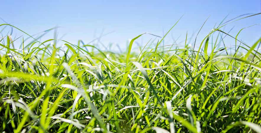 Lush green spring pasture grass up close.