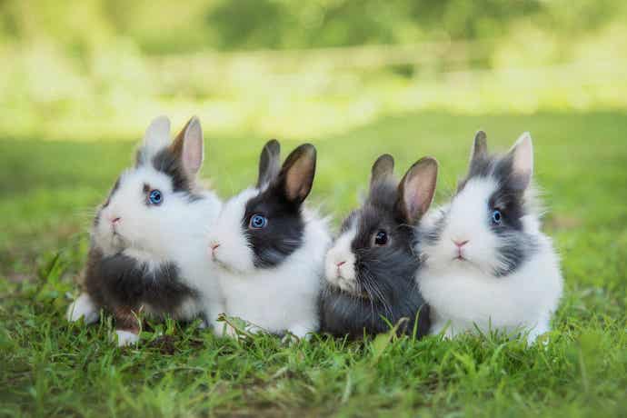 Four rabbits in the grass