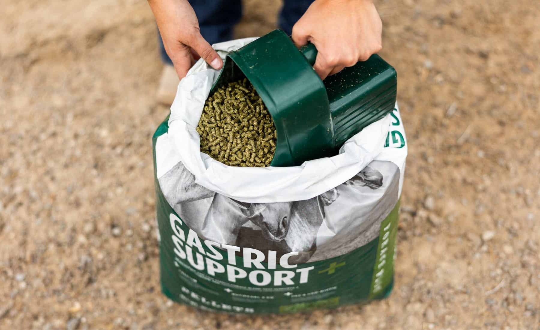 Understanding Gastric Health In Horses And Feed Management understanding-gastric-health-in-horses-and-feed-management
