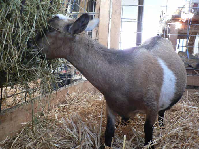 Goat eating forage