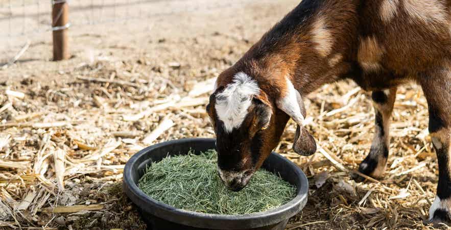 Goat eating chopped forage from feed bowl.