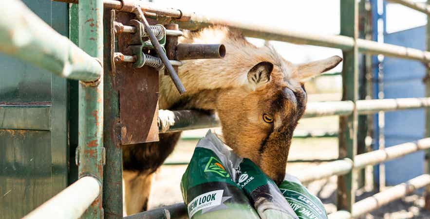 Goat eating Standlee feed