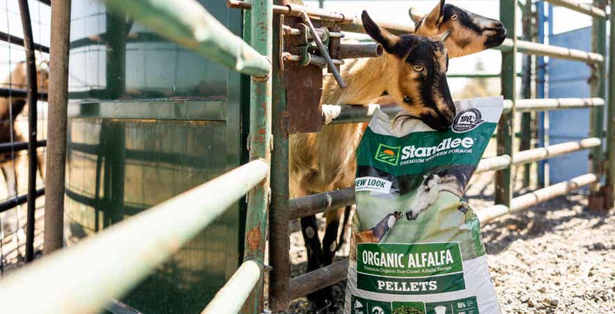 Goat eating standlee pellets.