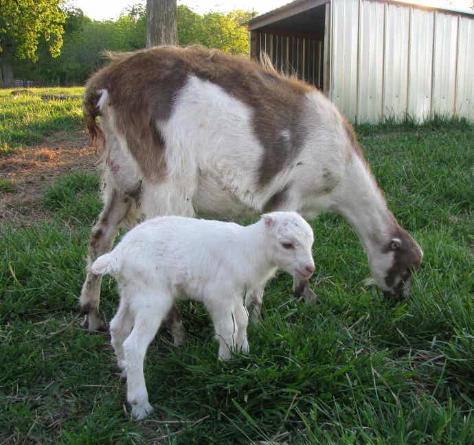 Goat with kid