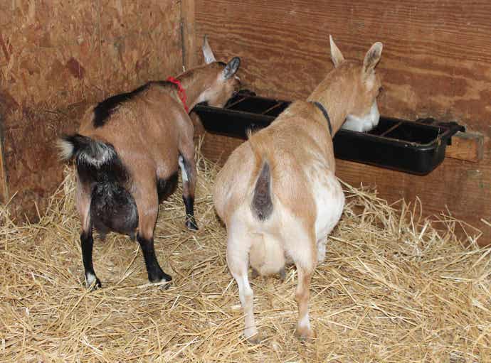 Two goats at a feeding trough