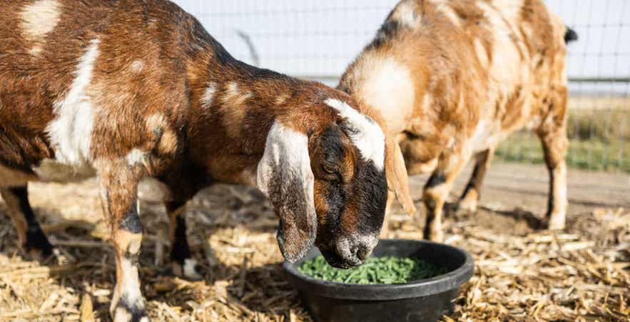 Goats eating forage pellets out of a feed bowl.
