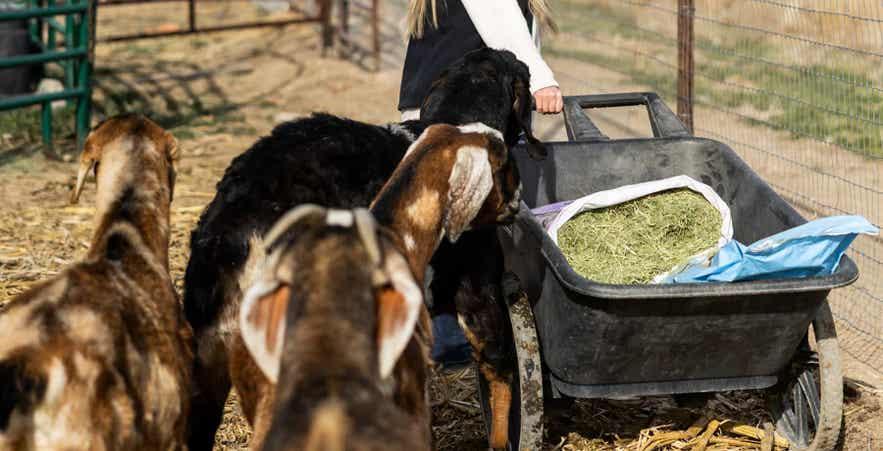 Goats gathered around forage options in wheelbarrow.
