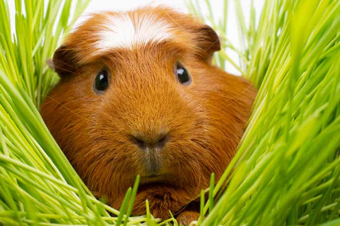 Guinea pig