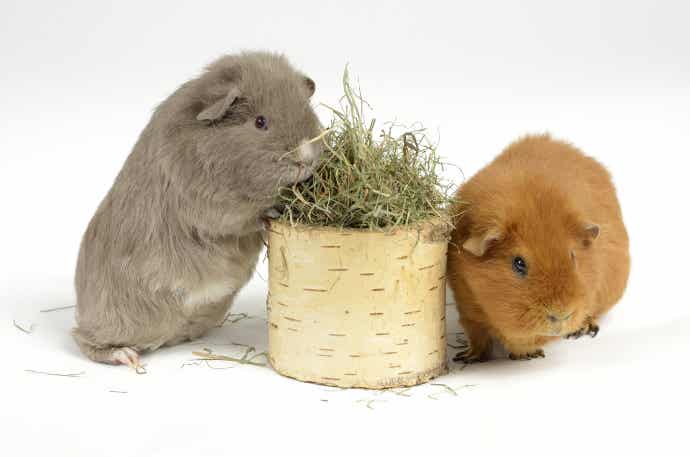 Guinea Pigs Eating Forage