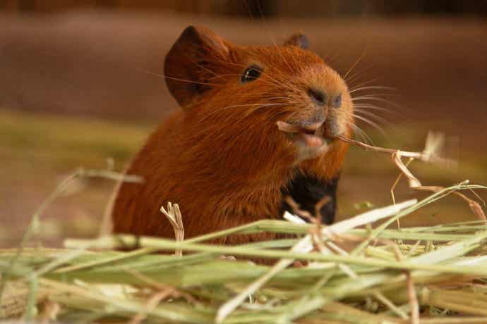 Hamster in straw