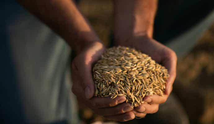 Hands holding grain