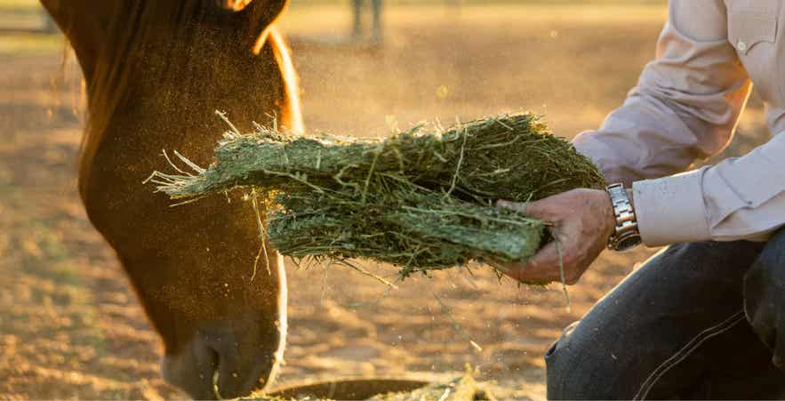 Man prepping forage flakes from a bale for a senior horse.