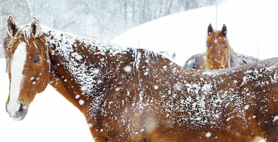 Horse Covered in Snow