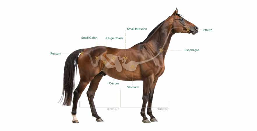 Labeled diagram of a horse's digestive system showing the mouth, esophagus, stomach, small intestine, cecum, small colon, large colon, and rectum.