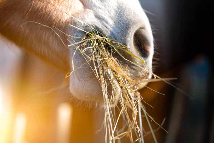 Horse Eating