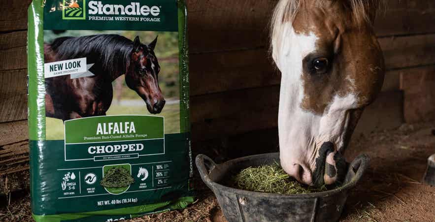 Horse eating chopped alfalfa forage with Standlee bag.