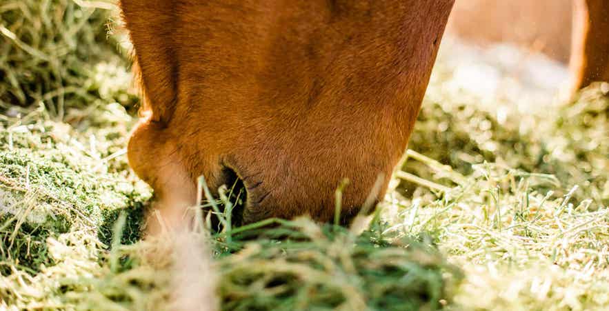 Horse Eating Hay