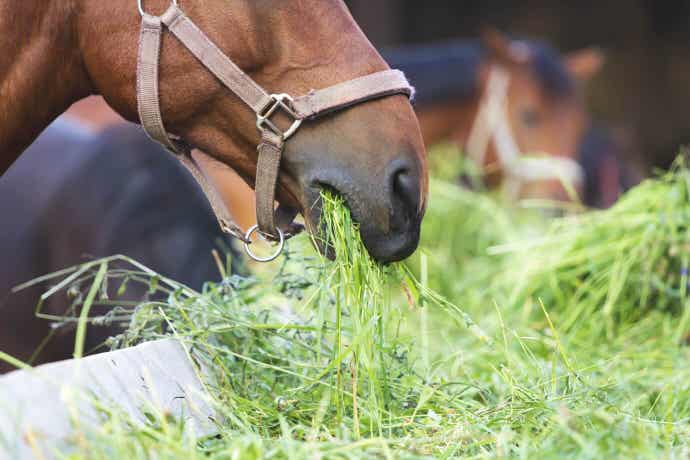 Horse Eating Forage