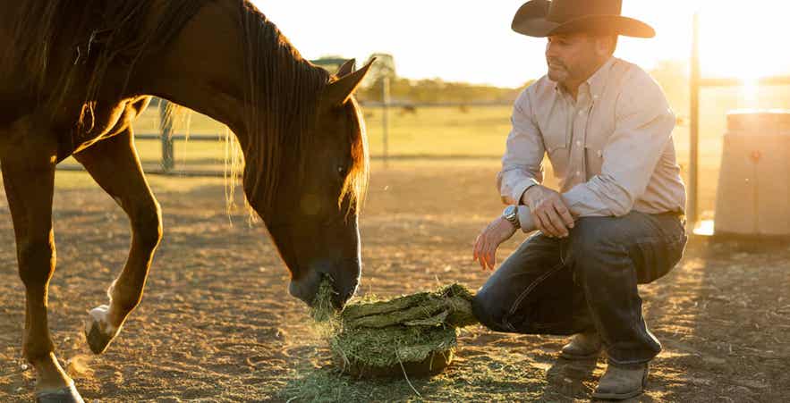 Horse eating at sunset.