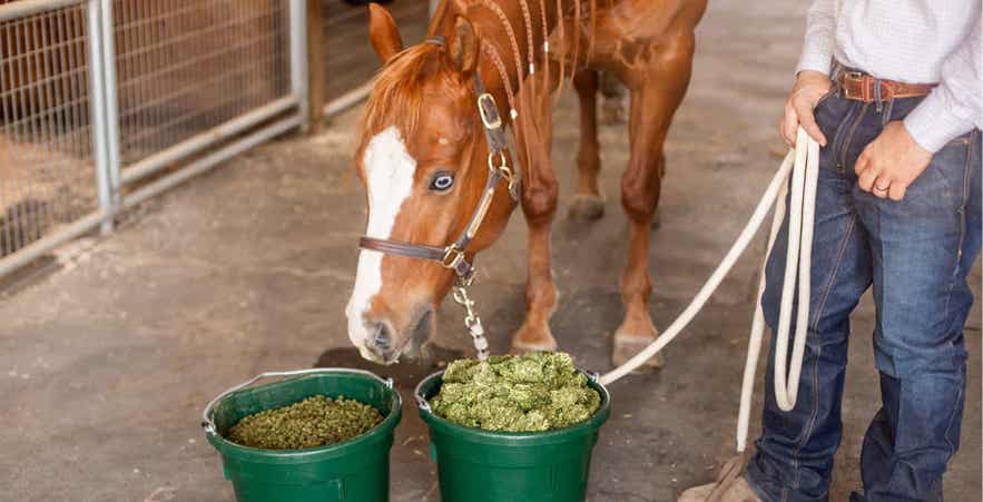Horse being fed soaked forage pellets and cubes in a barn aisle, demonstrating forage choices.
