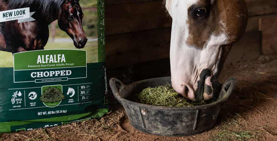 Paint horse eating Standlee Premium Chopped Alfalfa forage from a feed tub beside a bag of chopped alfalfa.
