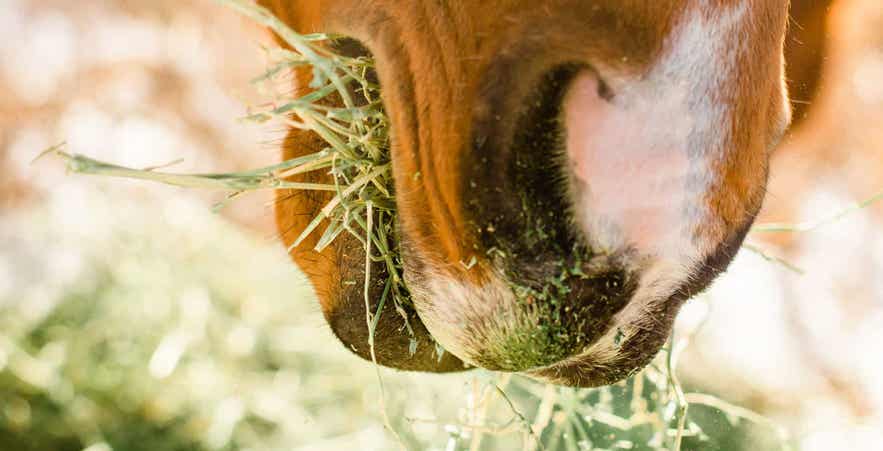 Close-up of a horse chewing hay, demonstrating the importance of healthy teeth for proper forage intake and digestion.