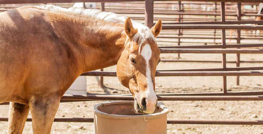 Horse eating forage in a corral, representing the importance of fiber digestibility and intake when evaluating ADF and NDF in equine diets.