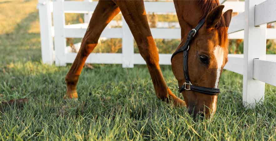 Horse grazing on fresh spring pasture near a fence, illustrating natural forage intake and healthy grazing habits.