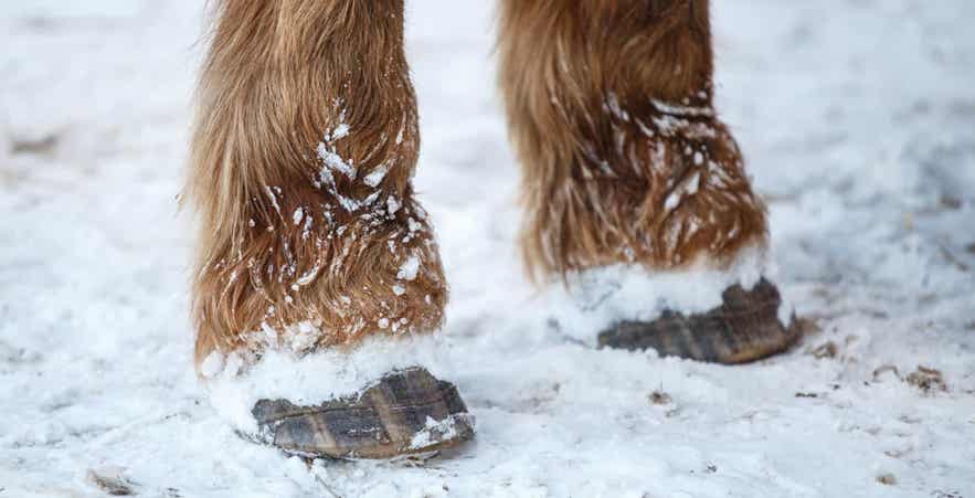 Horse hoof in snow