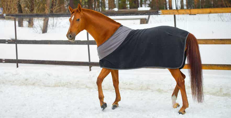 Horse Wearing Blanket