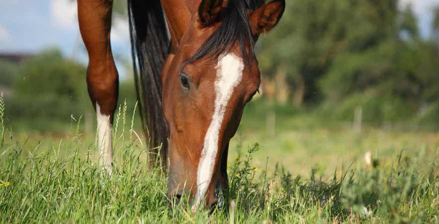 Close-up of a horse grazing fresh pasture in a grassy field.