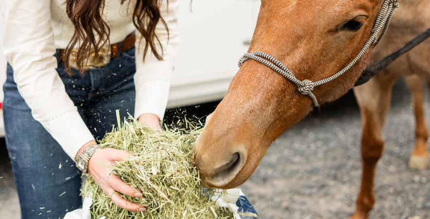 Woman feeding chopped forage to horse from a Standlee bag.