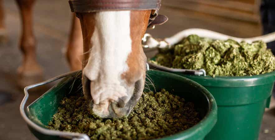 Senior horse eating soaked forage forms out of feed buckets.