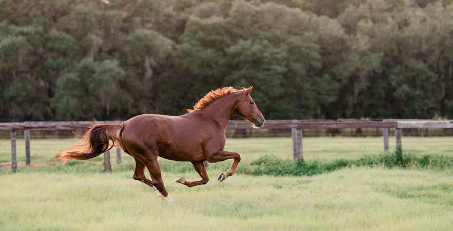 Horse running through a green pasture along a fence line in warm sunlight.