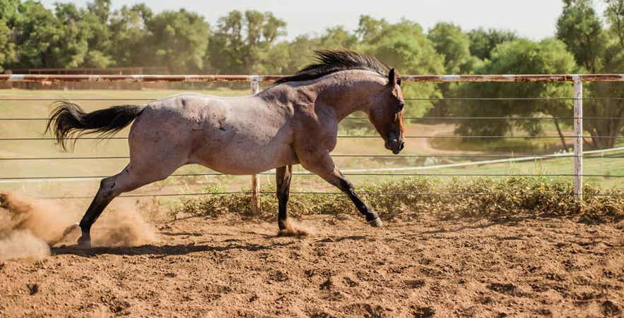 Blue roan horse moving through an outdoor arena, demonstrating healthy muscle tone and topline development.