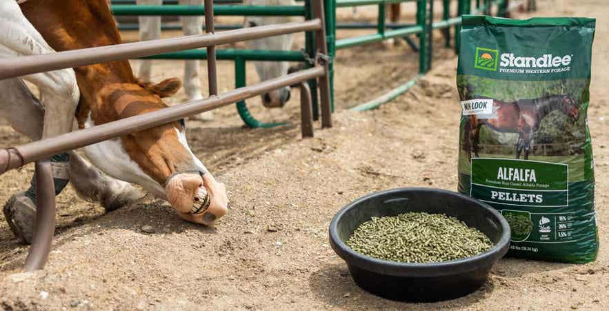 Horse reaching for a pan of alfalfa pellets beside a Standlee forage bag