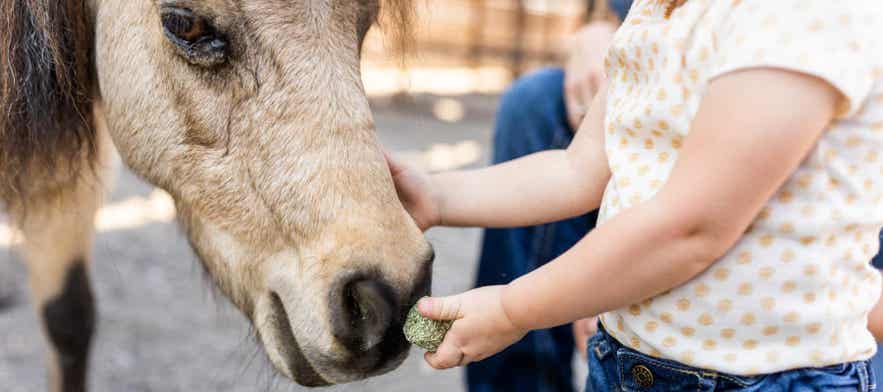 Child feeding horse a treat.