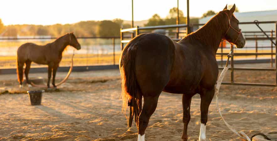 Two horses standing in an outdoor arena at sunset, showcasing healthy condition and muscle development.