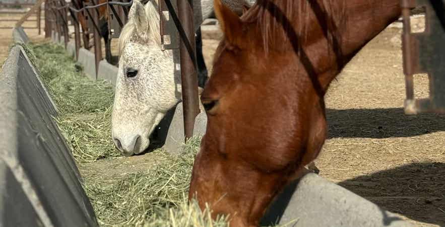 Senior horses eating soft hay from a feed bunk.