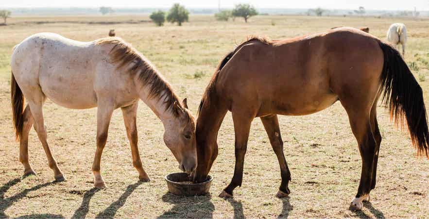Two horses eating outdoors, supporting healthy body condition and topline development through balanced nutrition.