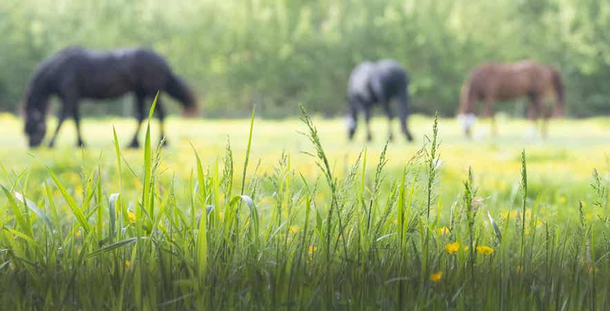 Green pasture with horses grazing in the background, illustrating how healthy-looking pasture can still decline in nutritional value during drought conditions.