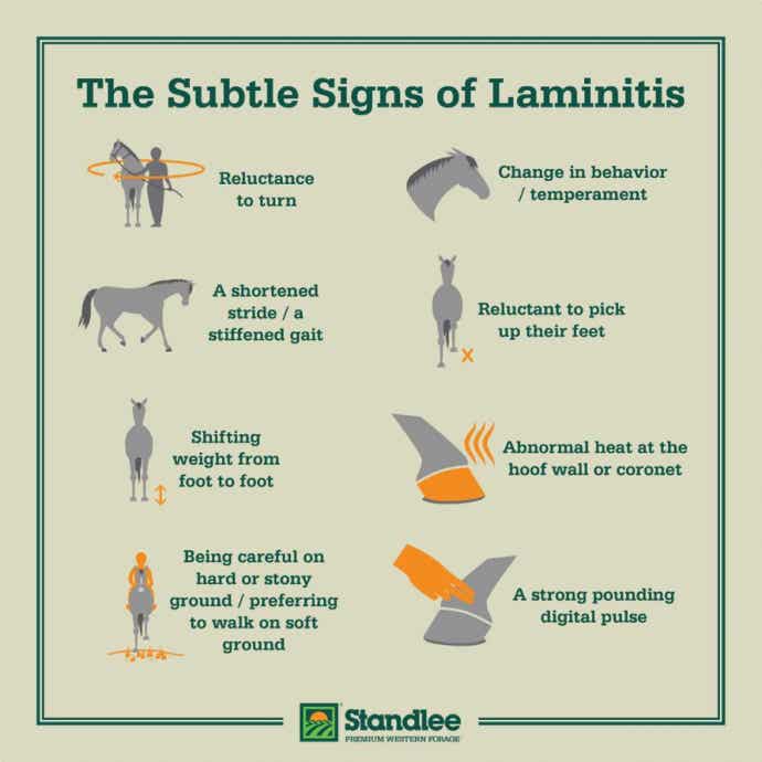 Laminitis Infographic