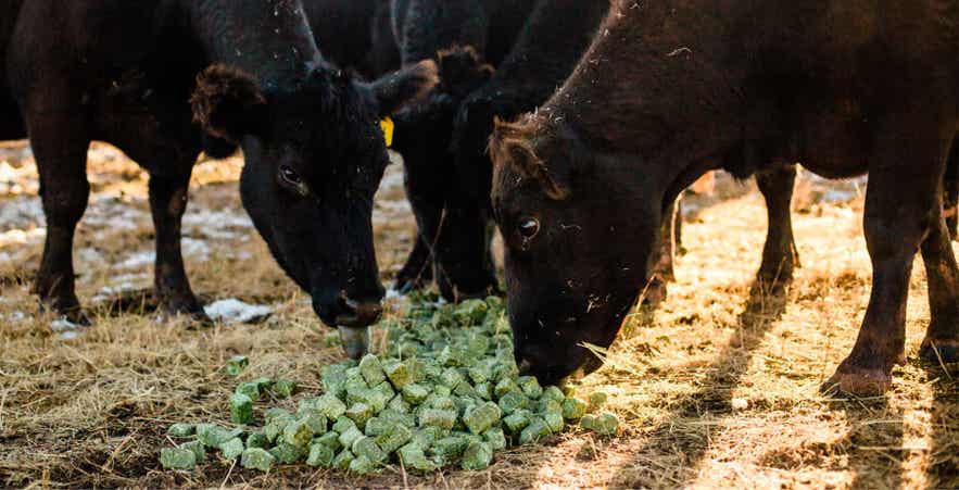 Livestock eating hay cubes.