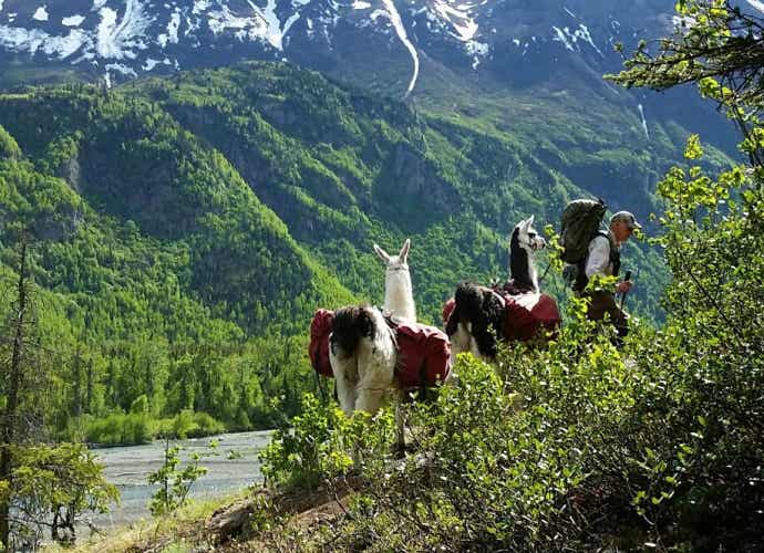 Llamas, the Ultimate Backcountry Hiking Partner?