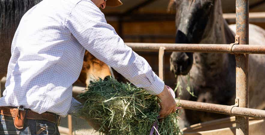 Feeding horse high-quality forage to support daily nutrition and care.