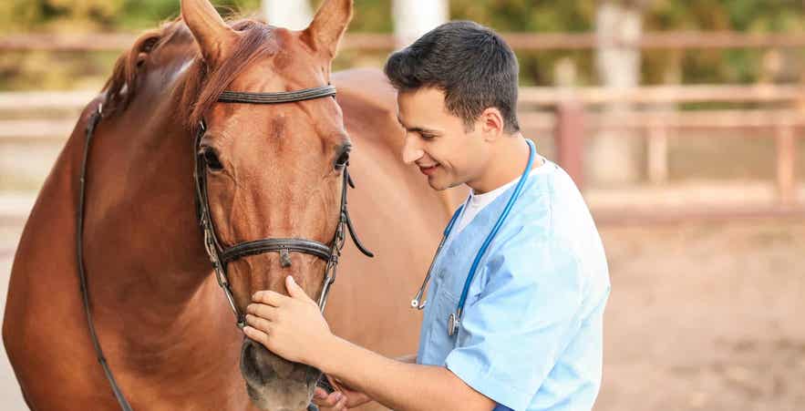 Veterinarian caring for horse.