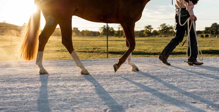 Man walking horse outside with lead rope.