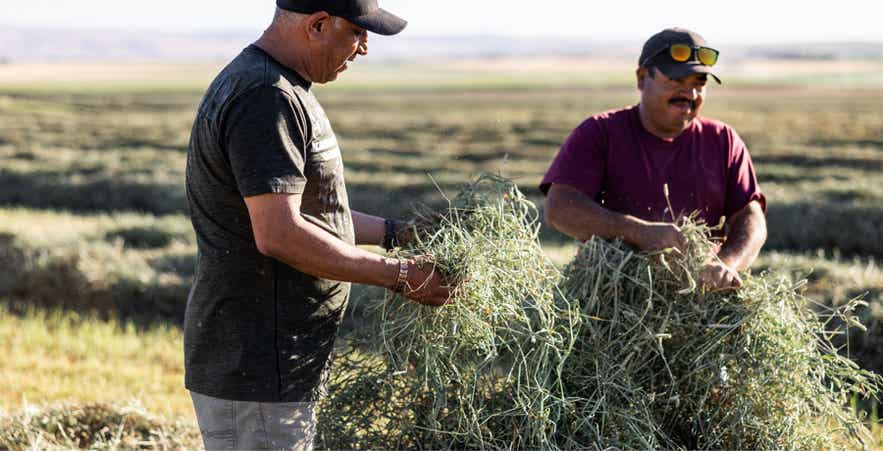 Workers inspecting freshly harvested hay for horse forage quality.