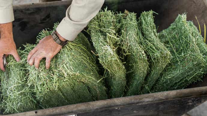 Opening compressed bale.